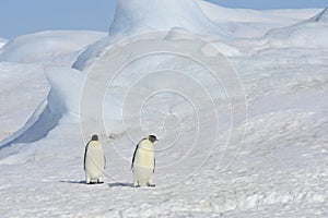 Emperor Penguins on the ice