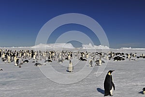 Emperor Penguins on the ice