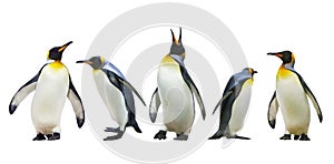 Emperor penguins