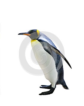 Emperor penguins