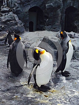 The emperor penguins are the largest of all penguins.