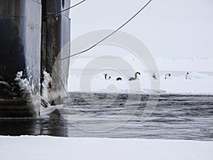 Emperor penguins near a ship