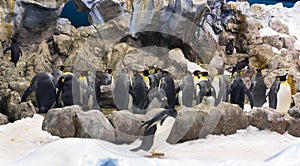 Emperor Penguins at the Planet Penguin Aquarium, Loro Parque, Tenerife, Canary Islands, Spain