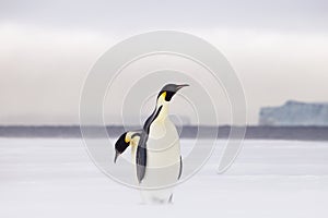 Emperor Penguins on sea ice.