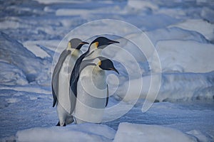 Emperor Penguins on the sea ice, Weddell Sea, Antarctica