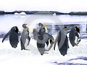 Emperor Penguins in the snow