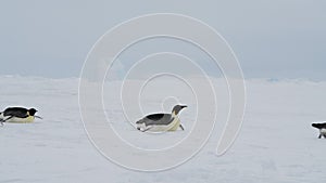 Emperor Penguins on the snow in Antarctica