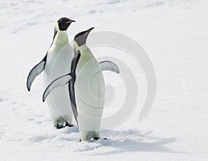 Emperor Penguins