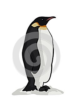 Emperor penguins vector photo