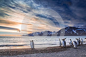 Emperor penguins walk on water`s edge on St Andrews Bay