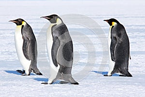 Emperor penguins walking on the sea ice in Antarctica