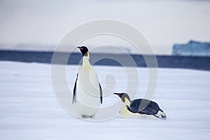 Emperor penguins in the weddel sea