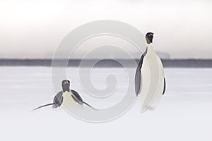 Emperor penguins in the weddel sea