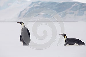 Emperor penguins in the weddel sea, one standing one on its belly.
