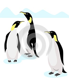 Emperor penguins on white background. Antarctic nature. Vector illustration