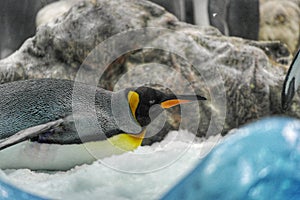 Emperor Penquin in Loro Park