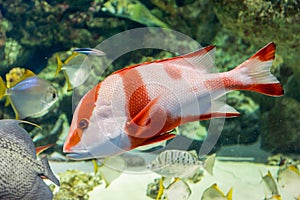 Emperor red snapper in the aquarium