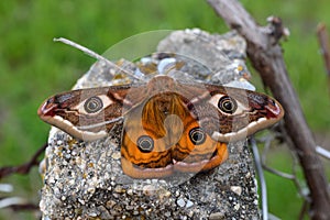 Emperor`s Night Butterfly