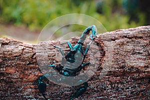 Emperor Scorpion