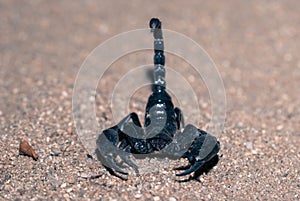 Emperor scorpion