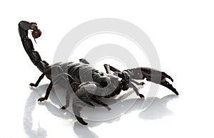 Emperor Scorpion