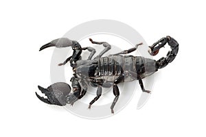 Emperor Scorpion