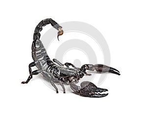 Emperor scorpion attacking, Pandinus imperator, isolated