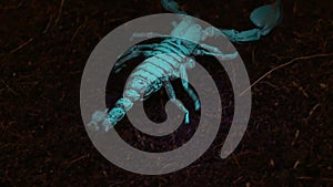 Emperor Scorpion in Blacklight