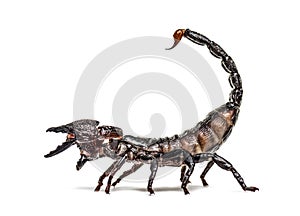 Emperor scorpion defending, Pandinus imperator, isolated