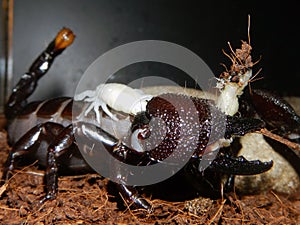 Emperor scorpion mother with babies on her back