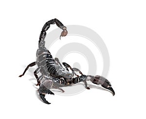 Emperor scorpion, Pandinus imperator