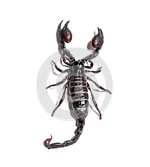 Emperor scorpion, Pandinus imperator