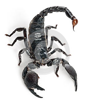 Emperor Scorpion, Pandinus imperator