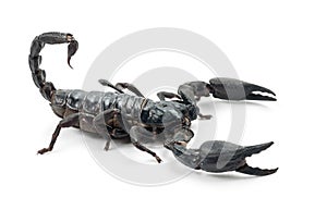 Emperor Scorpion, Pandinus imperator photo