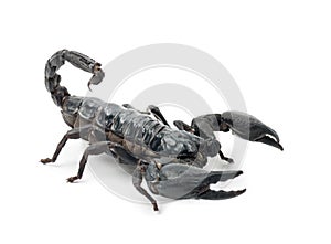 Emperor Scorpion, Pandinus imperator photo