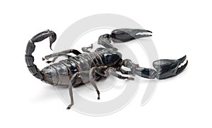 Emperor Scorpion, Pandinus imperator