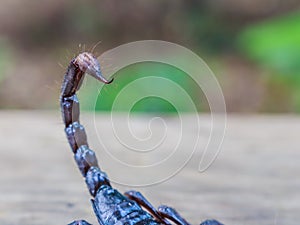 Emperor Scorpion, Pandinus imperator,