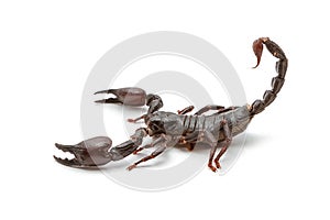 Emperor Scorpion Pandinus imperator