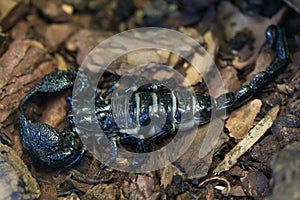 Emperor scorpion (Pandinus imperator).