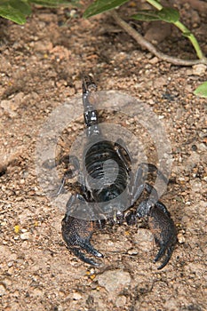 Emperor scorpion (Pandinus imperator), Accra, Ghana photo