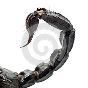 Emperor Scorpion, Pandinus imperator, close up