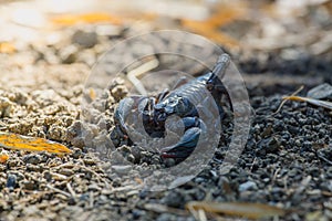 Emperor Scorpion Pandinus imperator on the ground.