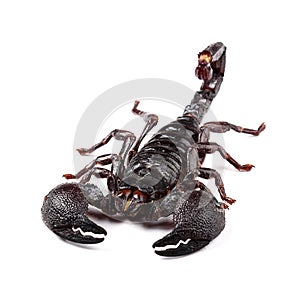 Emperor Scorpion (Pandinus imperator) isolated on white