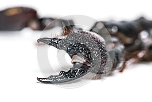 Emperor scorpion, Pandinus imperator, pincers in close up