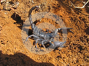 Emperor scorpion, Pandinus imperator. Satara, Maharashtra, India