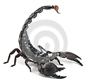 Emperor Scorpion, Pandinus imperator, 1 year old
