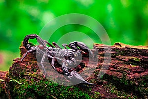 Emperor Scorpion On Rotten Wood with blurred background