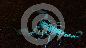 Emperor Scorpion in UV-A Light