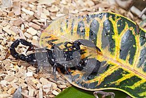 Emperor Scorpion in wildlife