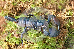 Emperor Scorpions